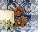 Small Photo #1 Cavapoo Puppy For Sale in BIRD IN HAND, PA, USA