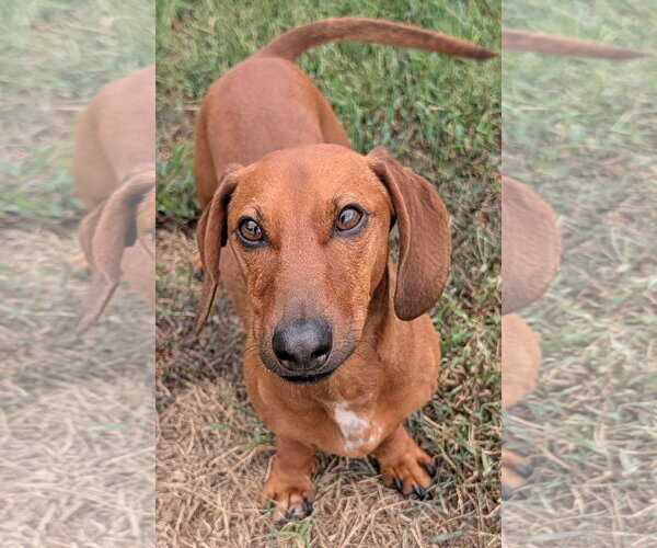 Medium Photo #1 Dachshund Puppy For Sale in Shelbyville, TN, USA