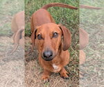 Winston in LA - Male Dachshund Dog for Adoption - Small photo