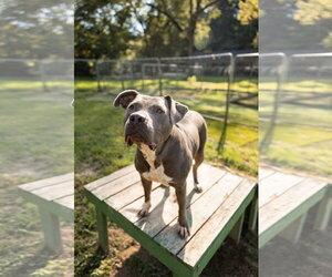 American Pit Bull Terrier-American Staffordshire Terrier Mix Dogs for adoption in Calhoun, GA, USA