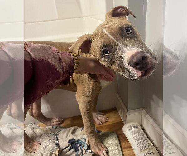 Medium Photo #12 Boxer-Unknown Mix Puppy For Sale in Princeton, MN, USA