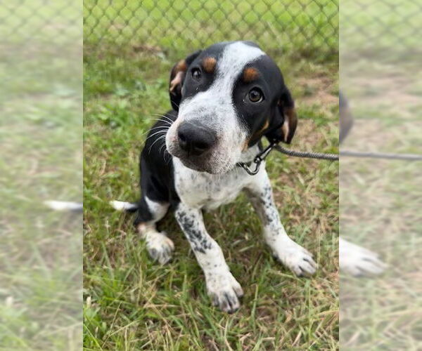 Medium Photo #2 Pointer-Unknown Mix Puppy For Sale in Tarrytown, GA, USA