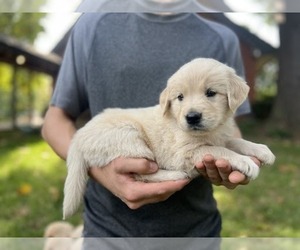 Golden Retriever Puppy for Sale in PRINCEVILLE, Illinois USA