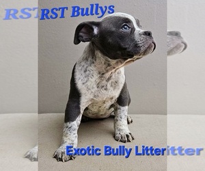 American Bully Puppy for Sale in INDIANAPOLIS, Indiana USA