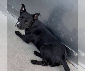 BLAZER - Male Mutt Dog for Adoption - Photo #2