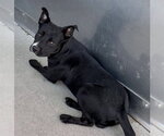 Small #1 Mutt