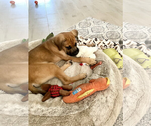 Medium Photo #5 Mutt Puppy For Sale in Orlando, FL, USA