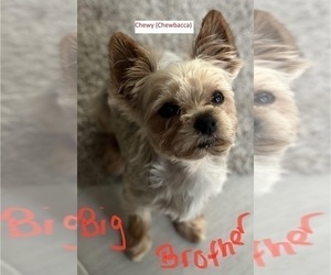 Mother of the Yorkshire Terrier puppies born on 01/13/2023