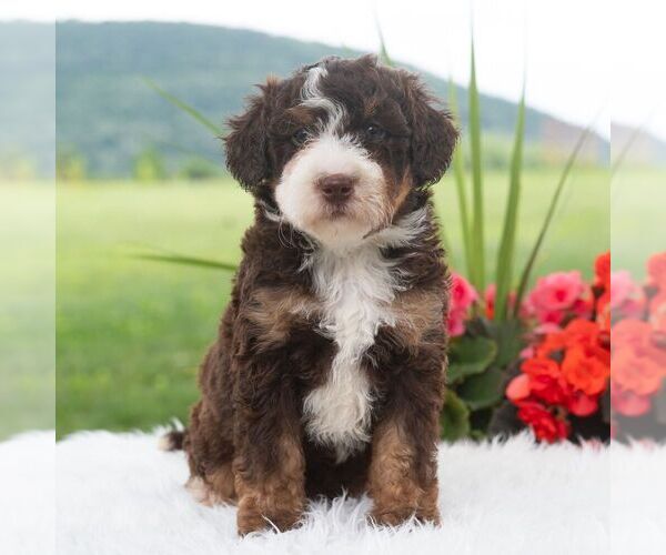 Medium Photo #4 Bernedoodle (Miniature) Puppy For Sale in NEWPORT, PA, USA