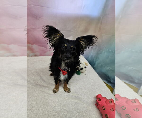Medium Photo #1 Chihuahua-Unknown Mix Puppy For Sale in Metairie, LA, USA