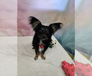 Medium Chihuahua Mix