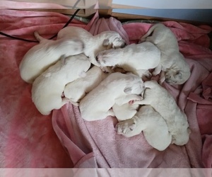 Great Pyrenees Puppy for sale in TROY, TX, USA