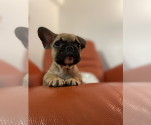 French Bulldog Puppy for sale in VIRGINIA BCH, VA, USA