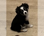 Small #11 Miniature Australian Shepherd