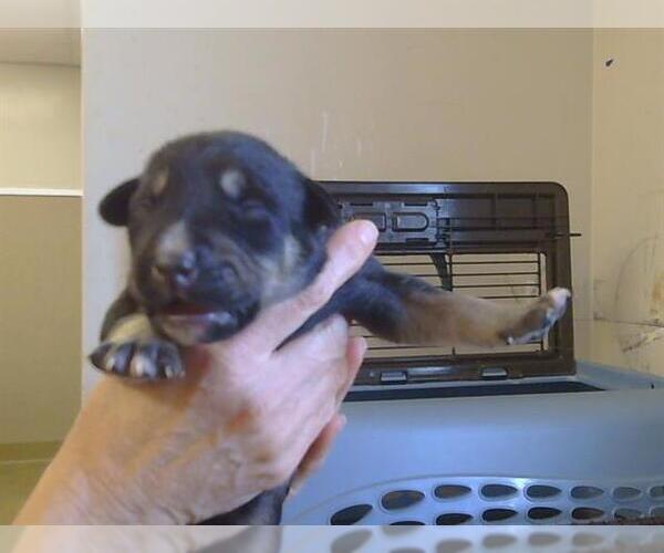 Medium Photo #1 Siberian Husky Puppy For Sale in Sacramento, CA, USA