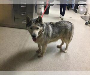 Siberian Husky Dogs for adoption in Riverside, CA, USA
