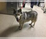 Small Siberian Husky