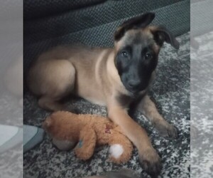 Belgian Malinois Puppy for sale in AURORA, CO, USA