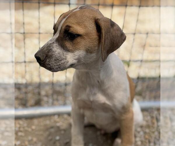 Medium Photo #4 Mutt Puppy For Sale in San Diego, CA, USA