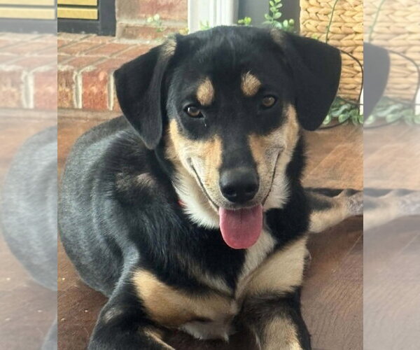 Medium Photo #1 German Shepherd Dog-Plott Hound Mix Puppy For Sale in Aurora, IN, USA