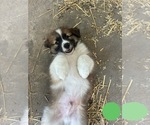 Small Photo #4 Australian Shepherd-Great Pyrenees Mix Puppy For Sale in LUCAMA, NC, USA