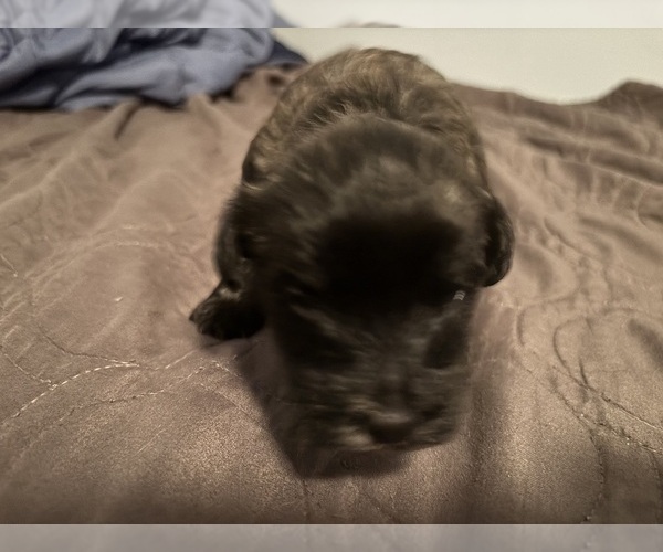 Medium Photo #5 Poodle (Miniature) Puppy For Sale in ALBANY, NY, USA