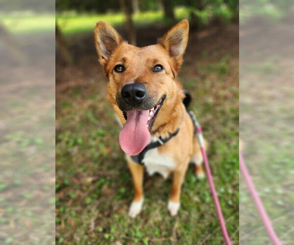Medium Photo #1 Mutt Puppy For Sale in New London, WI, USA