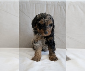 Miniature Bernedoodle Puppy for sale in LONG BEACH, CA, USA