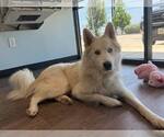 Small Siberian Husky