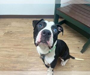 Albie - Male Bull-Boxer Dog for Adoption - Photo #3