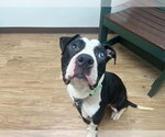 Small Photo #3 Bull-Boxer Puppy For Sale in Springdale, PA, USA