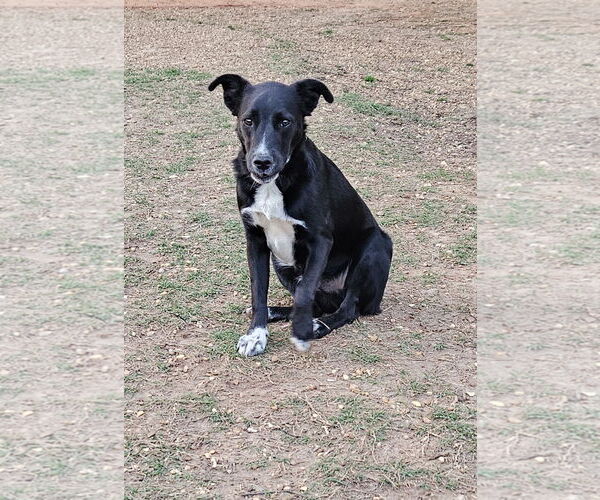 Medium Photo #10 Labrador Retriever-Unknown Mix Puppy For Sale in Corinth, MS, USA
