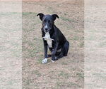 Small #9 Labrador Retriever Mix