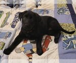 Small Photo #5 Labrador Retriever Puppy For Sale in Mooresville, NC, USA