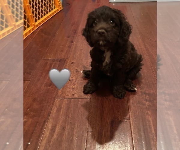 Medium Photo #3 Cockapoo Puppy For Sale in BLUE MOUNTAIN, MS, USA