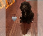 Small #1 Cockapoo