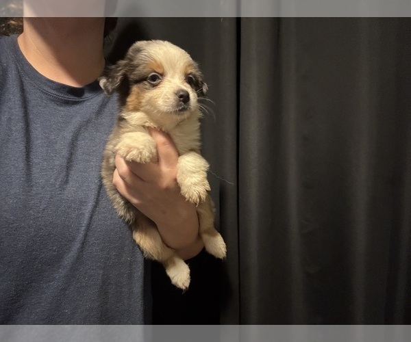 Medium Photo #1 Australian Shepherd Puppy For Sale in ORLANDO, FL, USA