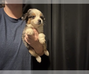 Medium Australian Shepherd