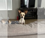 Small #1 Chihuahua Mix