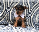 Small Photo #13 Yorkshire Terrier Puppy For Sale in LAKELAND, FL, USA