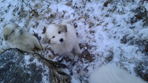 Medium Photo #1 Great Pyrenees Puppy For Sale in MOODY, MO, USA