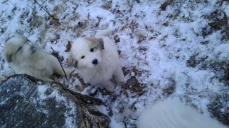Great Pyrenees Puppy for sale in MOODY, MO, USA