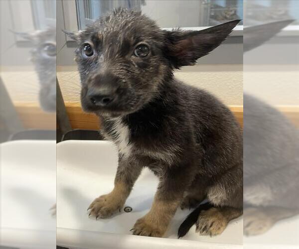 Medium Photo #1 German Shepherd Dog Puppy For Sale in Tracy, CA, USA