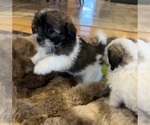 Small Photo #5 Shih Tzu-Shih-Poo Mix Puppy For Sale in SUNMAN, IN, USA