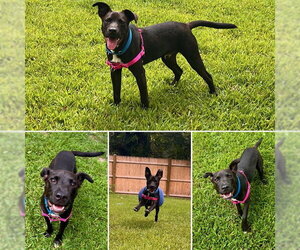Labrador Retriever-Unknown Mix Dogs for adoption in Brewster, MA, USA