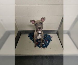 American Pit Bull Terrier Dogs for adoption in Glen Allen, VA, USA