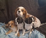 Small Cavalier King Charles Spaniel-Mutt Mix