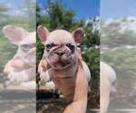 Small Photo #9 French Bulldog Puppy For Sale in BAYTOWN, TX, USA