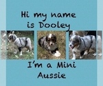 Small Photo #7 Miniature Australian Shepherd Puppy For Sale in DUNCAN, OK, USA