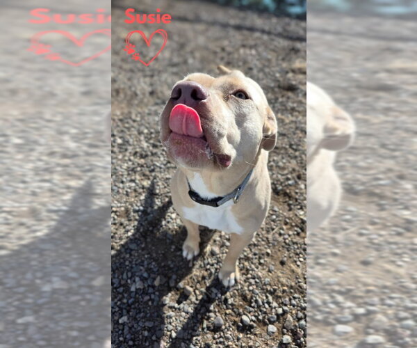 Medium Photo #6 American Pit Bull Terrier-Unknown Mix Puppy For Sale in Monte Vista, CO, USA